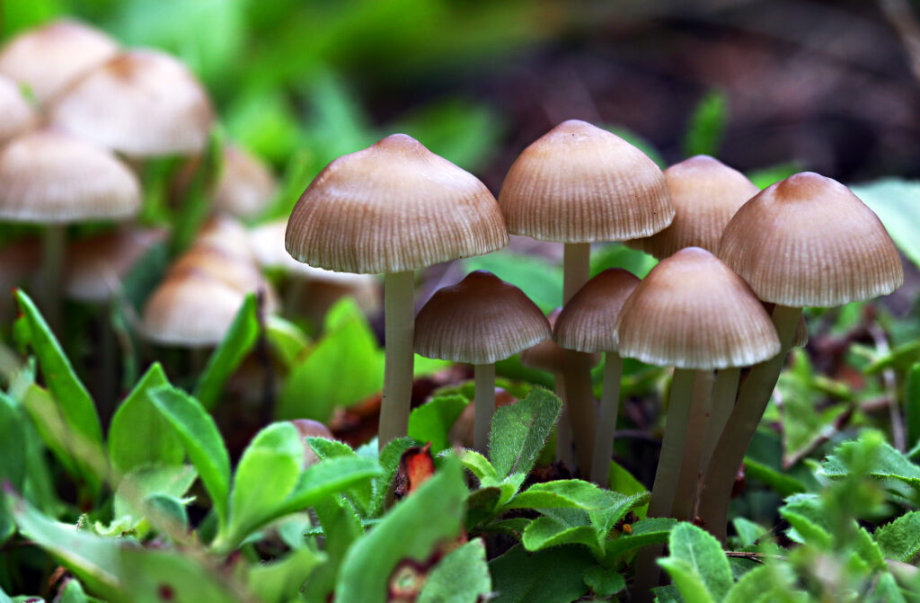 Mushroom Dispensary Bay Area